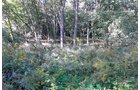 Low ground near center of property, Houghton much soils type, potential excavated pond site - REAL ESTATE AUCTION, 5.1 Acre Building Site, Sealed Bid Auction
